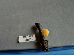 Pluteus aureovenatus