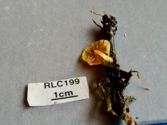 Pluteus aureovenatus