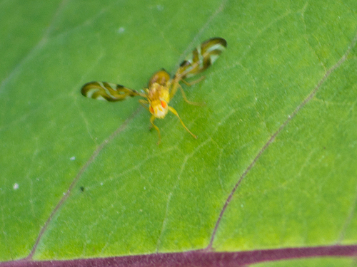 Sunflower Maggot Fly photo 5