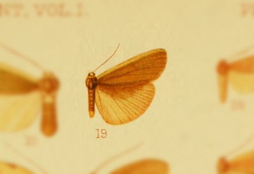 Genus Setema · iNaturalist