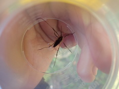 Odiellus troguloides