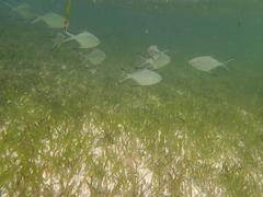Trachinotus