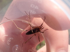 Odiellus troguloides