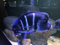 Cyphotilapia
