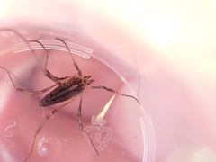 Odiellus troguloides