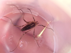 Odiellus troguloides