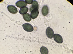 Podospora setosa