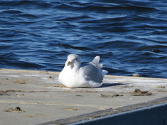Larus glaucescens
