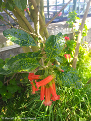 Iochroma fuchsioides