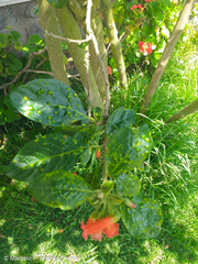 Iochroma fuchsioides