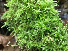 Brachythecium rutabulum