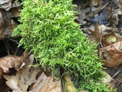 Brachythecium rutabulum