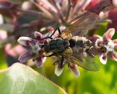 Tachinomyia