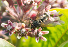 Tachinomyia