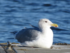 Larus glaucescens