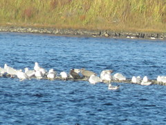 Larus glaucescens × occidentalis