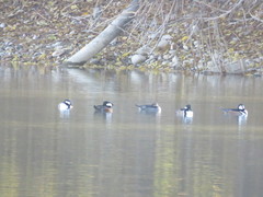 Lophodytes cucullatus