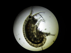 Hyalella azteca