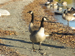 Branta canadensis
