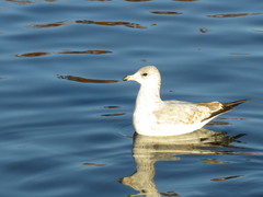 Larus delawarensis
