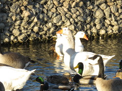 Anser anser domesticus × anser cygnoides domesticus