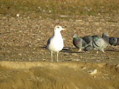 Larus californicus