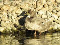 Anas platyrhynchos domesticus