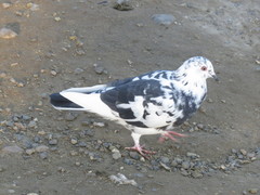 Columba livia