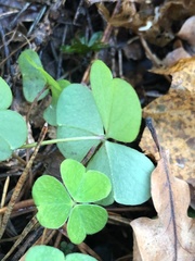 Oxalis acetosella