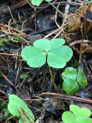 Oxalis acetosella