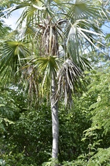 Coccothrinax