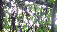 Synallaxis subpudica