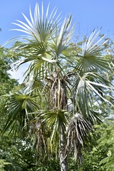 Coccothrinax