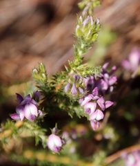 Aspalathus cephalotes violacea