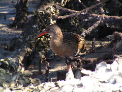 Rallus longirostris