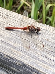 Sympetrum sanguineum