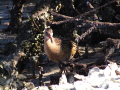 Rallus longirostris