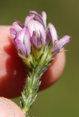 Aspalathus cephalotes violacea