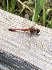 Sympetrum sanguineum