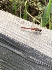 Sympetrum sanguineum
