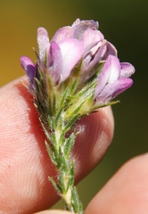 Aspalathus cephalotes violacea