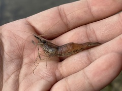Palaemon macrodactylus