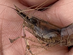 Palaemon macrodactylus
