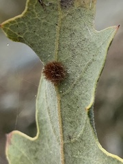 Atrusca trimaculosa