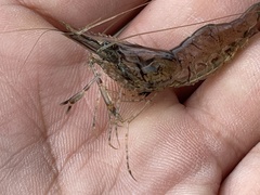 Palaemon macrodactylus