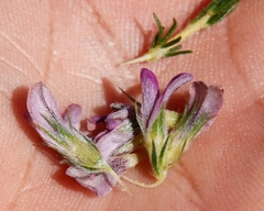 Aspalathus cephalotes violacea