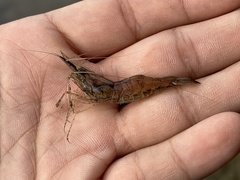 Palaemon macrodactylus