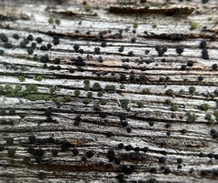 Berkleasmium conglobatum