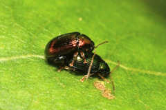 Crepidodera aurea