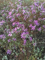 Symphyotrichum sericeum
